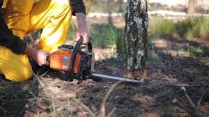 How Our Tree Care Process Works  in  Arbuckle, CA