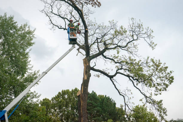 Best Stump Grinding and Removal  in Arbuckle, CA