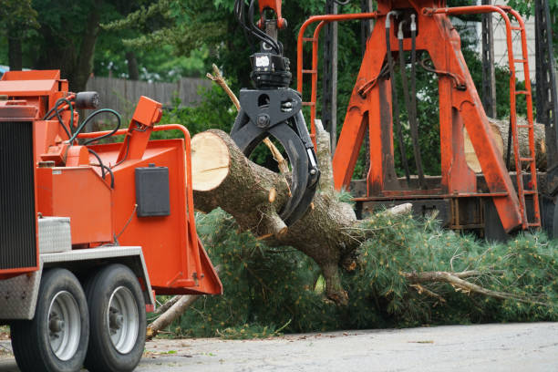 Best Grass Overseeding  in Arbuckle, CA